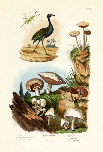 Agami Heron, 1833-39 by French School